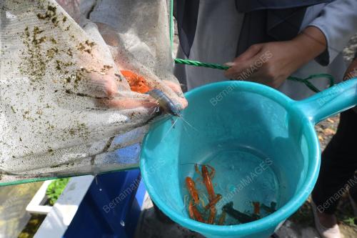 UDANG KARA