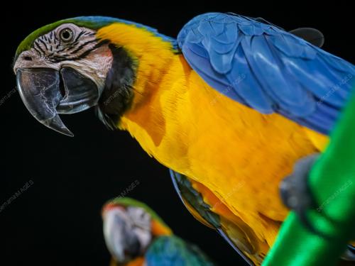 FREE FLY PARROT MALAYSIA
