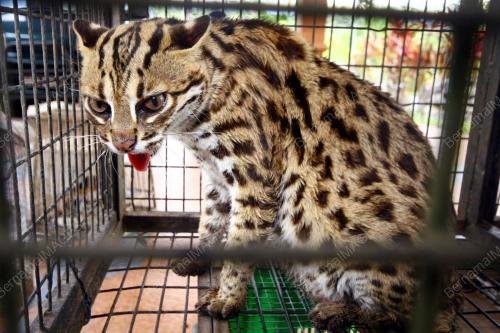 KUCING BATU