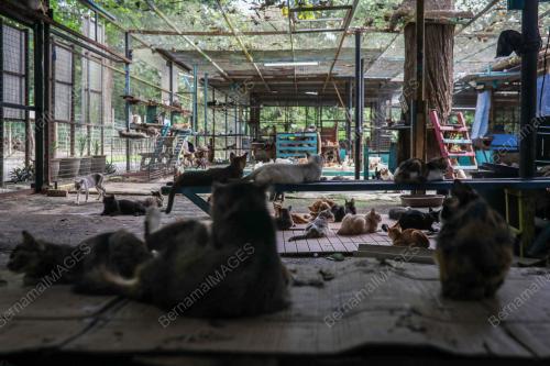 BUSTANA_KUCING