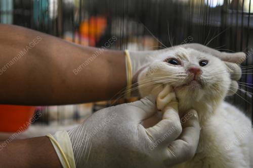 BUSTANA KUCING