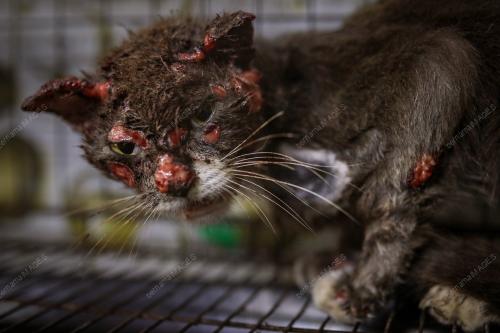 WAD KUARANTIN BUSTANA KUCING