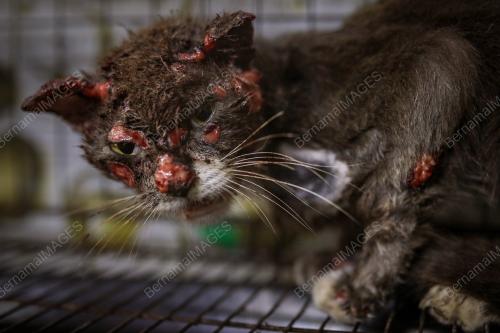 WAD KUARANTIN BUSTANA KUCING