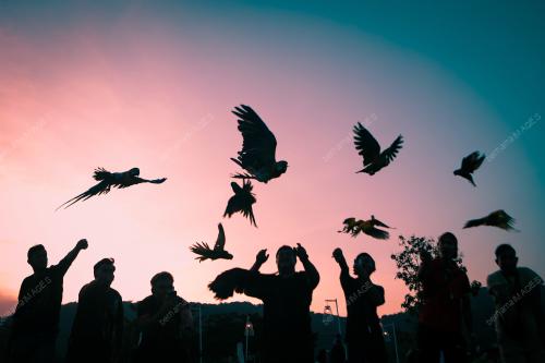 FREE FLY PARROT MALAYSIA