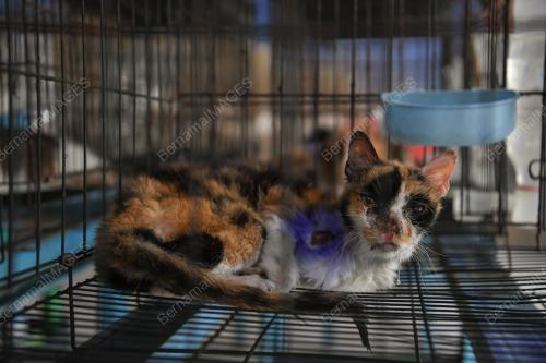 BUSTANA KUCING