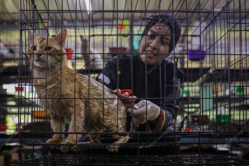 WAD KUARANTIN BUSTANA KUCING