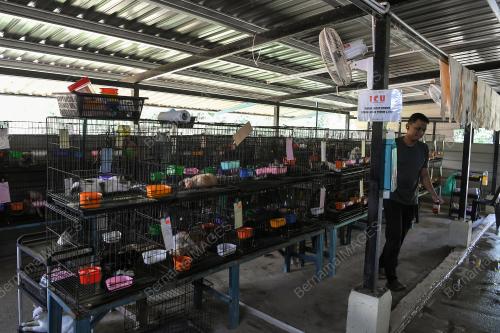 BUSTANA KUCING