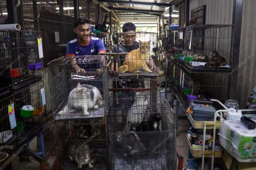 WAD KUARANTIN BUSTANA KUCING