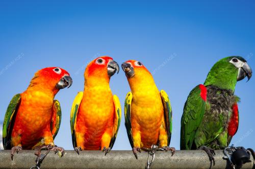 FREE FLY PARROT MALAYSIA