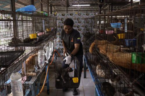 WAD KUARANTIN BUSTANA KUCING