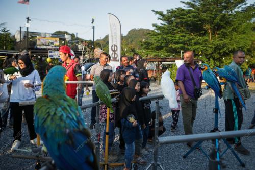 FREE FLY PARROT MALAYSIA