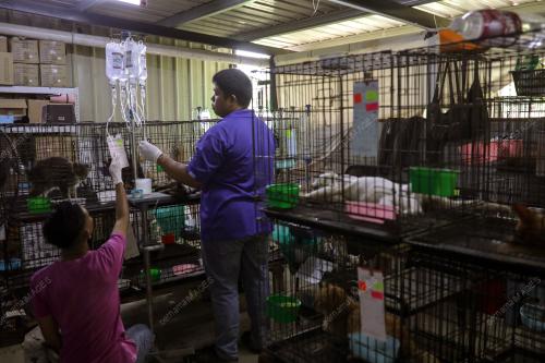 WAD KUARANTIN BUSTANA KUCING
