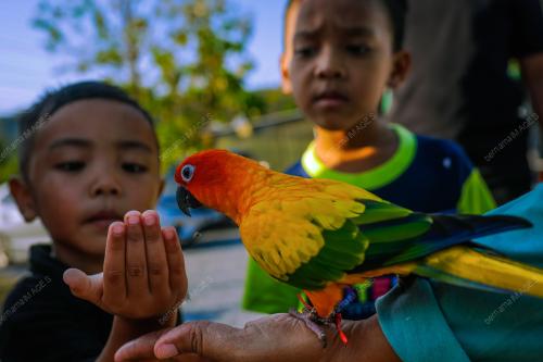 FREE FLY PARROT MALAYSIA