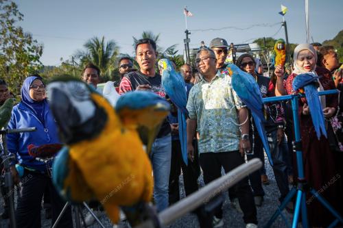 FREE FLY PARROT MALAYSIA
