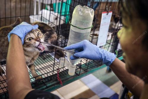WAD KUARANTIN BUSTANA KUCING