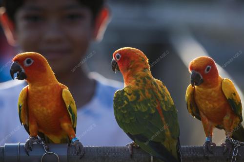 FREE FLY PARROT MALAYSIA