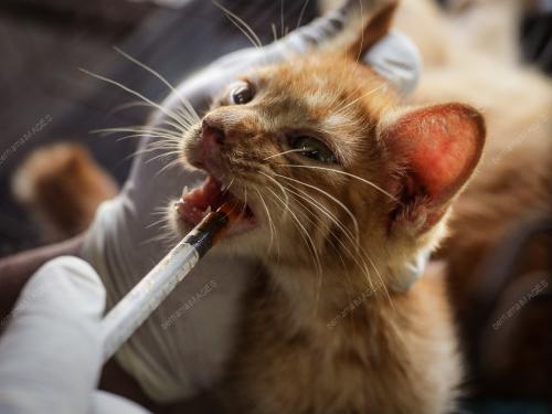 WAD KUARANTIN BUSTANA KUCING