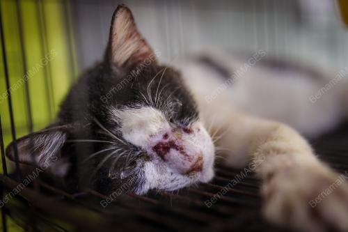 WAD KUARANTIN BUSTANA KUCING