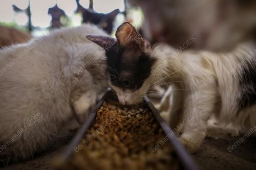 WAD KUARANTIN BUSTANA KUCING