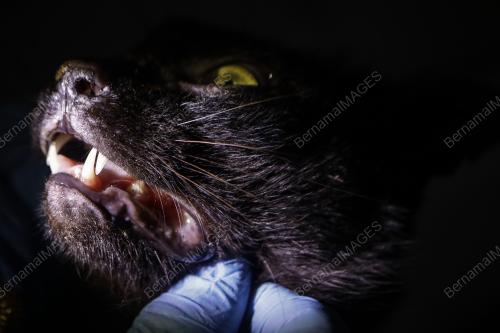WAD KUARANTIN BUSTANA KUCING