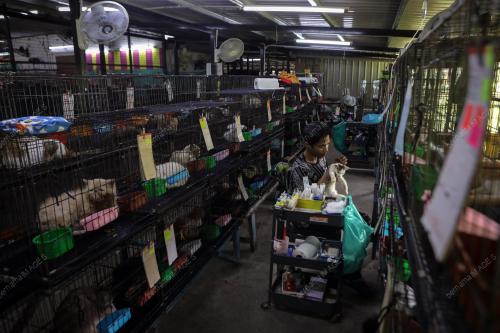 WAD KUARANTIN BUSTANA KUCING