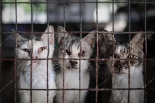 WAD KUARANTIN BUSTANA KUCING