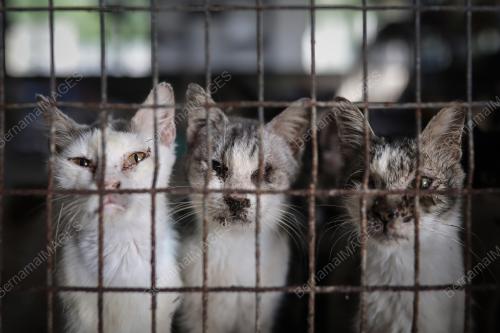 WAD KUARANTIN BUSTANA KUCING