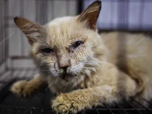 WAD KUARANTIN BUSTANA KUCING