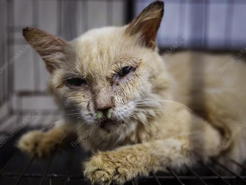 WAD KUARANTIN BUSTANA KUCING