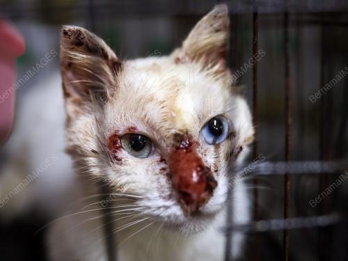WAD KUARANTIN BUSTANA KUCING