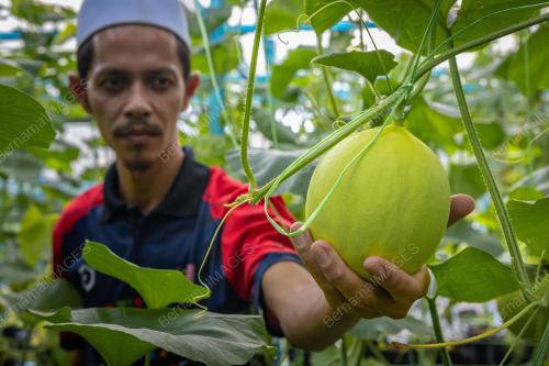 MAAHAD TAHFIZ MENGUSAHAKAN GILDEN MELON SWEET SEA
