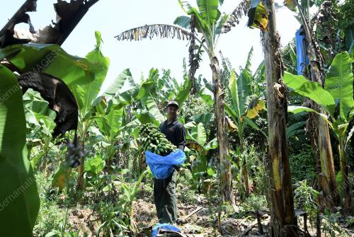 PRK01_25022019_PISANG