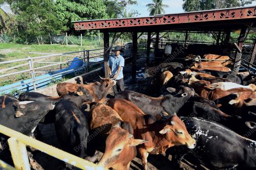 PRK01_27022019_LEMBU