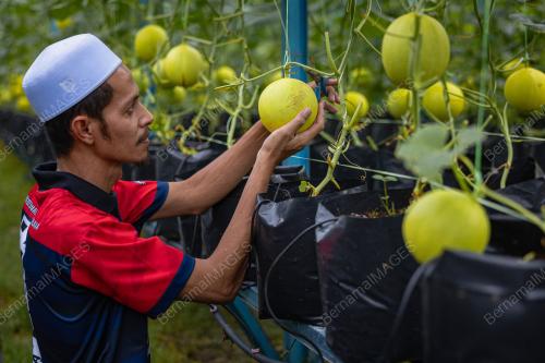 MAAHAD TAHFIZ MENGUSAHAKAN GILDEN MELON SWEET SEA