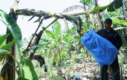 PRK02_25022019_PISANG