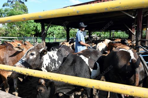 PRK02_27022019_LEMBU