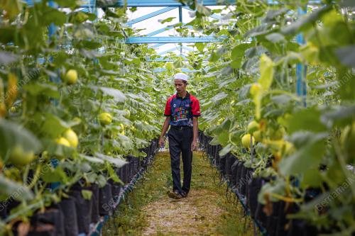 MAAHAD TAHFIZ MENGUSAHAKAN GILDEN MELON SWEET SEA
