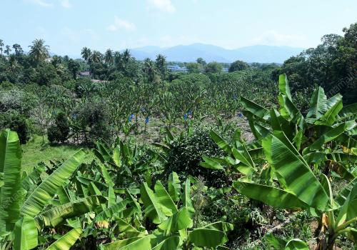 PRK03_25022019_PISANG