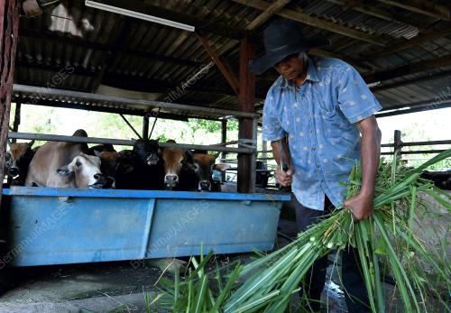 PRK03_27022019_LEMBU
