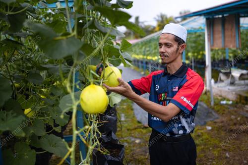 MAAHAD TAHFIZ MENGUSAHAKAN GILDEN MELON SWEET SEA