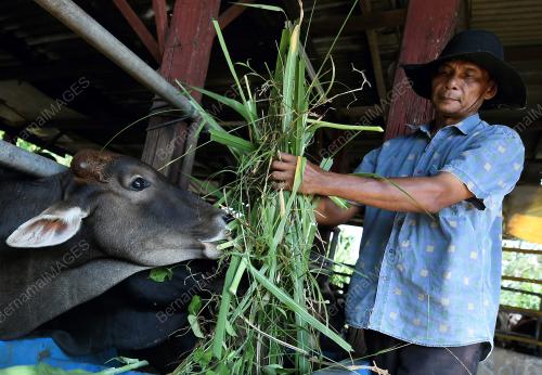 PRK04_27022019_LEMBU