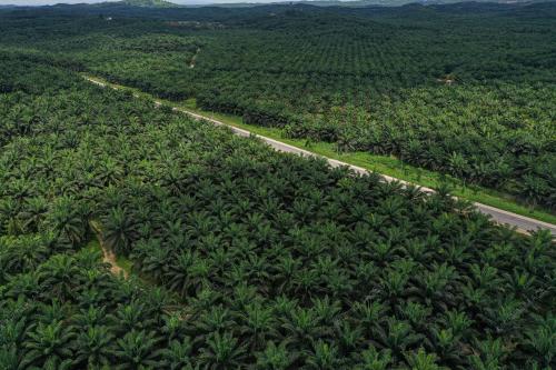 PILIHAN RAYA KECIL PARLIMEN KINABATANGAN DAN DUN LAMAG