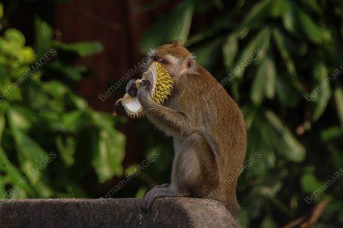 MONYET MENIKMATI SISA DURIAN