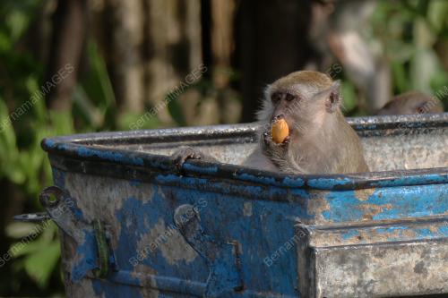 MONYET MENIKMATI SISA DURIAN