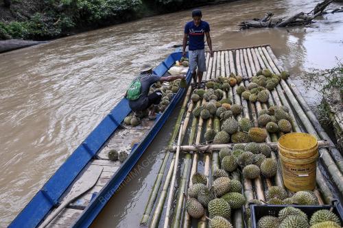 PRK14_22012019_BUAH_DURIAN