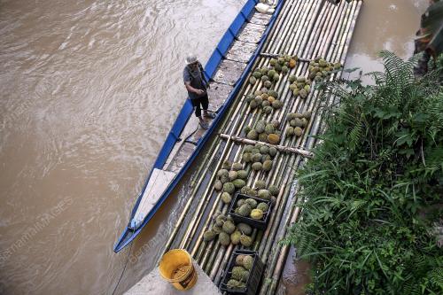 PRK16_22012019_BUAH_DURIAN