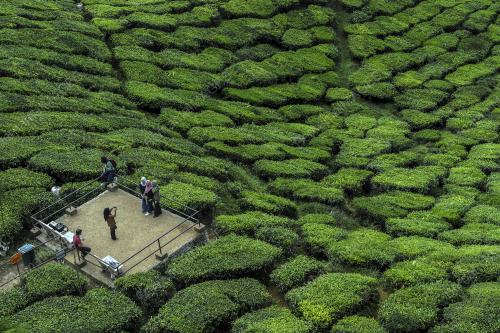 PRK19_25012019_BHARAT_TEA