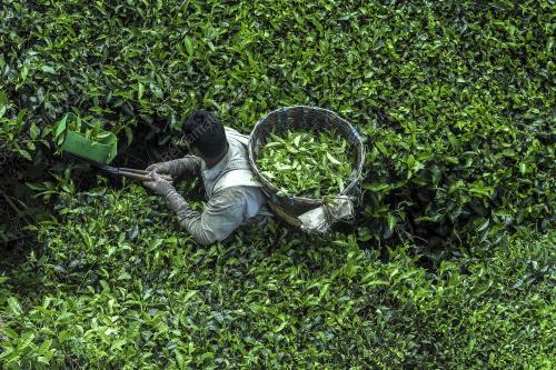PRK20_25012019_BHARAT_TEA