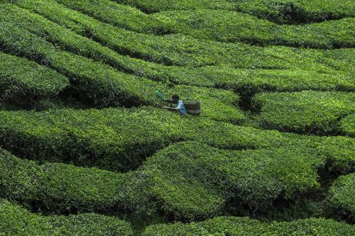 PRK21_25012019_BHARAT_TEA