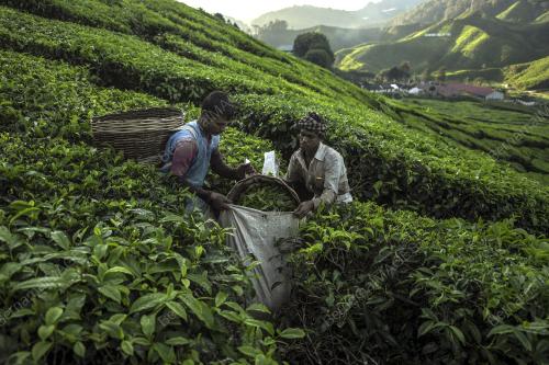 PRK22_25012019_BHARAT_TEA